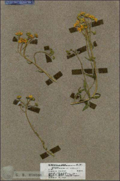 URN_catalog_HBHinton_herbarium_19615.jpg.jpg