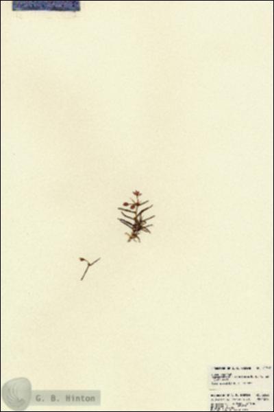 URN_catalog_HBHinton_herbarium_22568.jpg.jpg