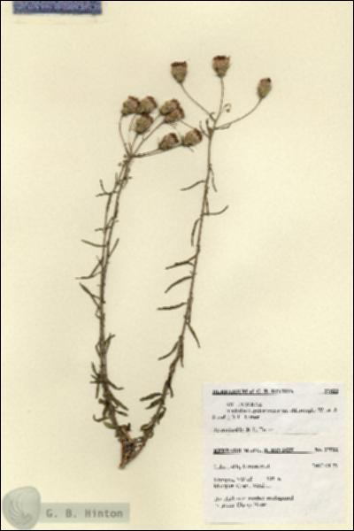 URN_catalog_HBHinton_herbarium_27522.jpg.jpg
