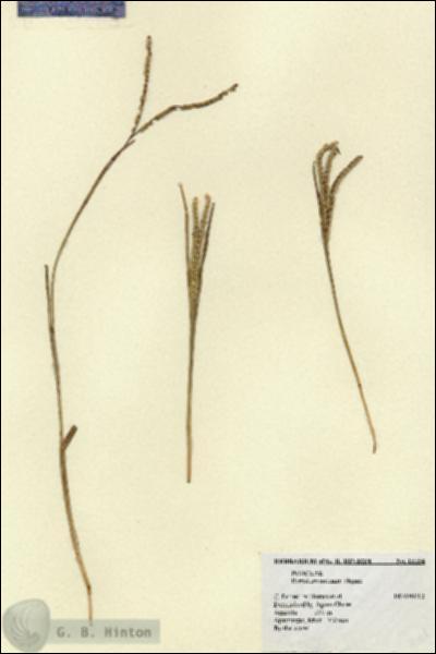 URN_catalog_HBHinton_herbarium_15154.jpg.jpg