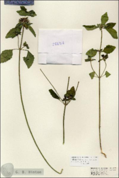 URN_catalog_HBHinton_herbarium_25674.jpg.jpg