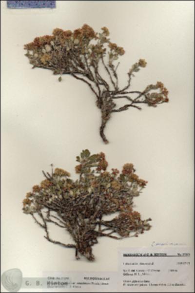 URN_catalog_HBHinton_herbarium_27203.jpg.jpg