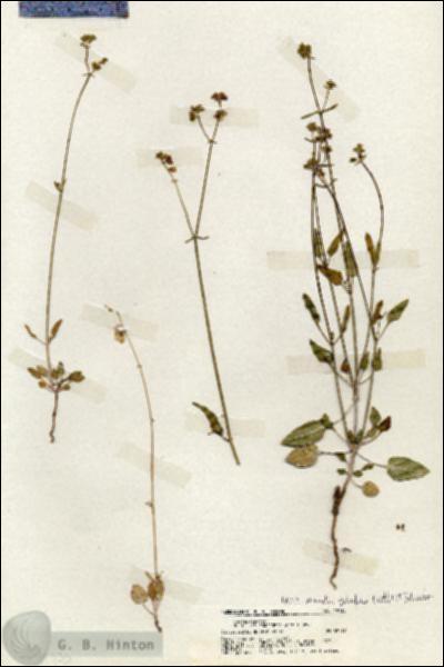 URN_catalog_HBHinton_herbarium_19735.jpg.jpg