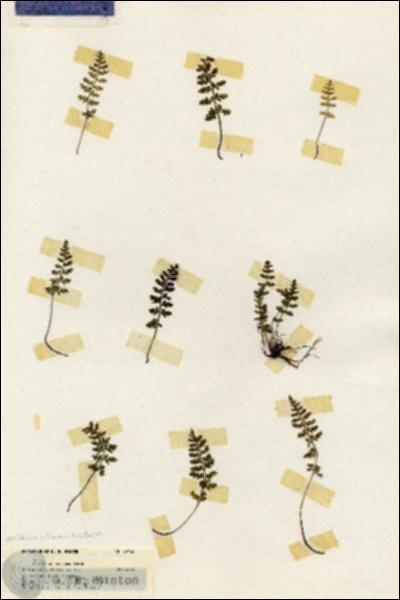 URN_catalog_HBHinton_herbarium_20142.jpg.jpg