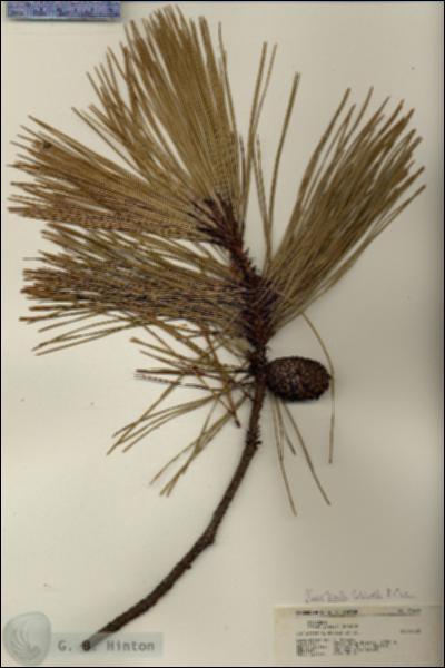 URN_catalog_HBHinton_herbarium_21629.jpg.jpg