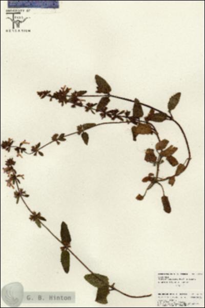 URN_catalog_HBHinton_herbarium_26530.jpg.jpg