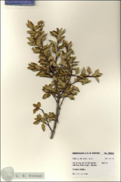 URN_catalog_HBHinton_herbarium_28063.jpg.jpg