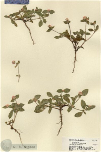 URN_catalog_HBHinton_herbarium_21461.jpg.jpg