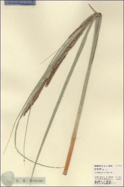 URN_catalog_HBHinton_herbarium_21860.jpg.jpg