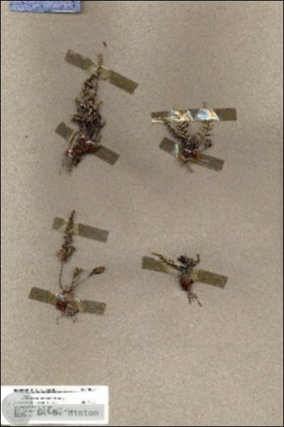 URN_catalog_HBHinton_herbarium_18083.jpg.jpg