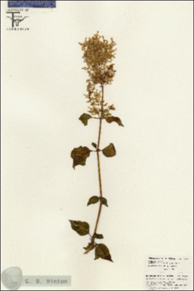 URN_catalog_HBHinton_herbarium_26431.jpg.jpg