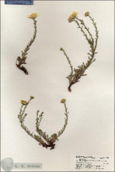 URN_catalog_HBHinton_herbarium_20955.jpg.jpg