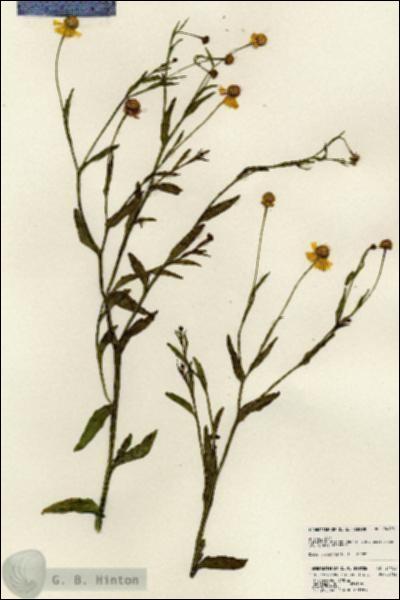 URN_catalog_HBHinton_herbarium_24106.jpg.jpg