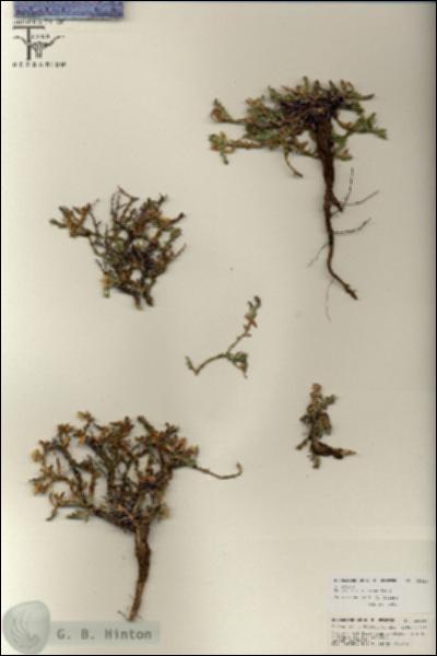 URN_catalog_HBHinton_herbarium_25810.jpg.jpg