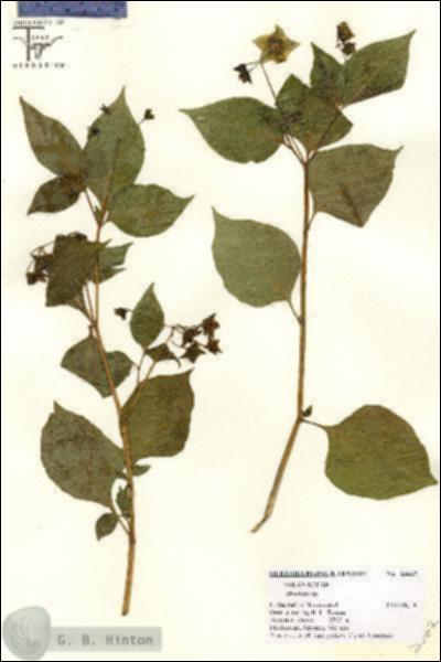 URN_catalog_HBHinton_herbarium_26667.jpg.jpg