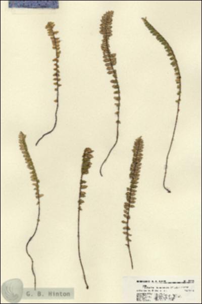 URN_catalog_HBHinton_herbarium_22505.jpg.jpg