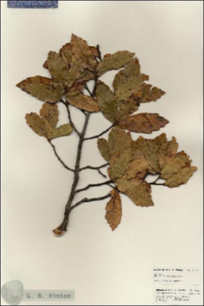 URN_catalog_HBHinton_herbarium_25227.jpg.jpg