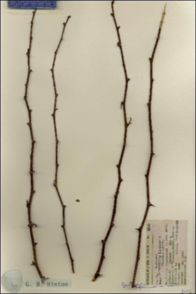 URN_catalog_HBHinton_herbarium_4126.jpg.jpg