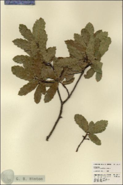 URN_catalog_HBHinton_herbarium_23447.jpg.jpg