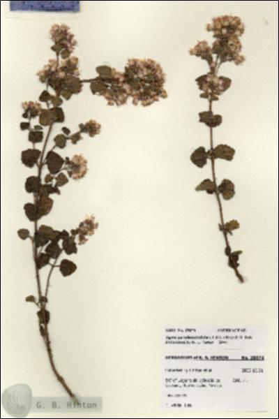 URN_catalog_HBHinton_herbarium_28074.jpg.jpg