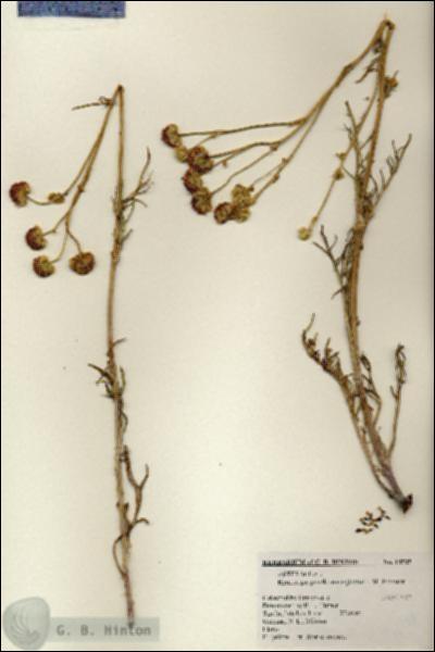 URN_catalog_HBHinton_herbarium_18505.jpg.jpg