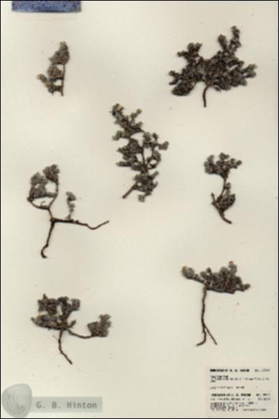 URN_catalog_HBHinton_herbarium_23741.jpg.jpg