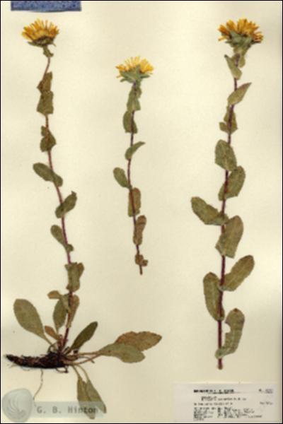 URN_catalog_HBHinton_herbarium_22398.jpg.jpg