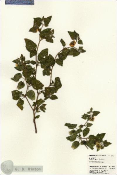 URN_catalog_HBHinton_herbarium_23167.jpg.jpg