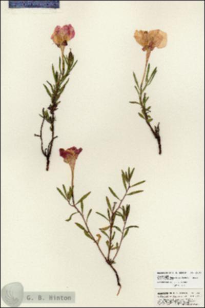 URN_catalog_HBHinton_herbarium_25459.jpg.jpg
