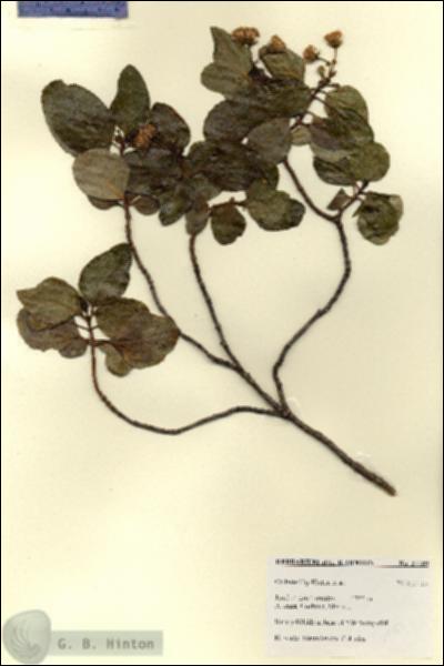 URN_catalog_HBHinton_herbarium_27789.jpg.jpg