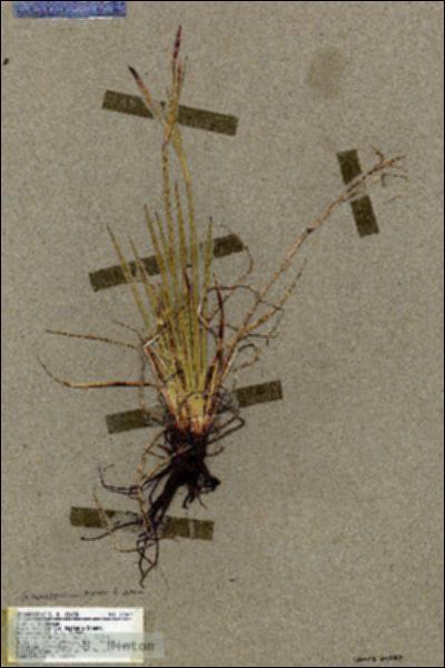 URN_catalog_HBHinton_herbarium_17368.jpg.jpg