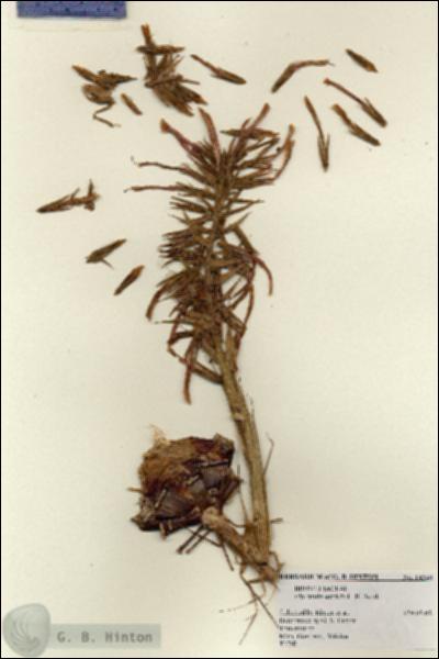 URN_catalog_HBHinton_herbarium_14248.jpg.jpg