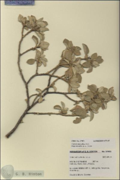 URN_catalog_HBHinton_herbarium_27851.jpg.jpg