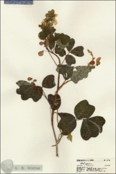 URN_catalog_HBHinton_herbarium_21233.jpg.jpg