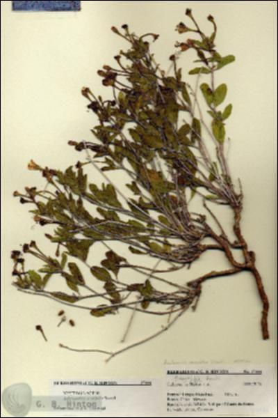 URN_catalog_HBHinton_herbarium_27444.jpg.jpg