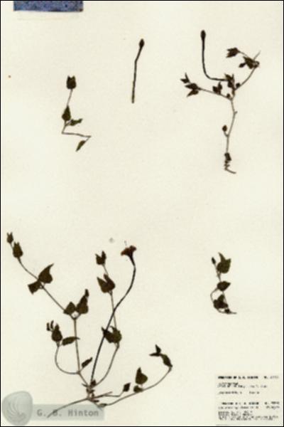 URN_catalog_HBHinton_herbarium_23353.jpg.jpg