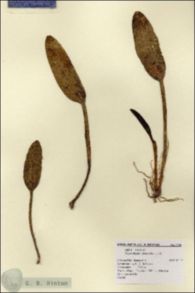 URN_catalog_HBHinton_herbarium_2796.jpg.jpg