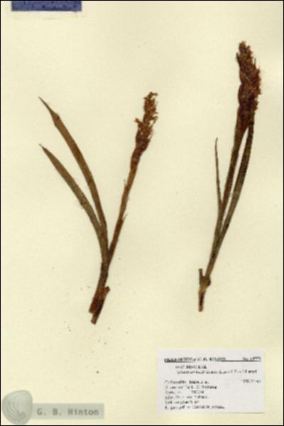 URN_catalog_HBHinton_herbarium_14773.jpg.jpg
