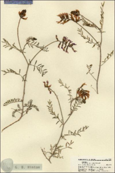URN_catalog_HBHinton_herbarium_21912.jpg.jpg