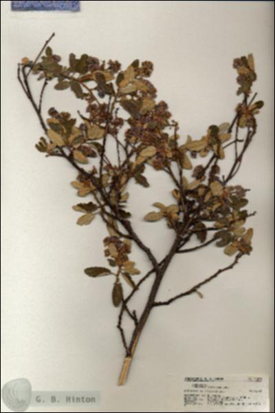 URN_catalog_HBHinton_herbarium_21008.jpg.jpg