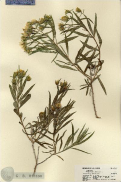 URN_catalog_HBHinton_herbarium_21984.jpg.jpg