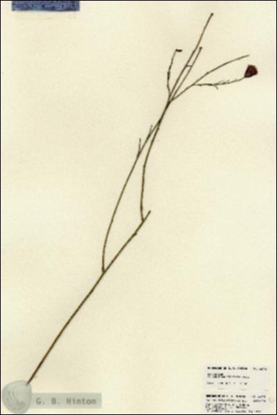 URN_catalog_HBHinton_herbarium_22712.jpg.jpg