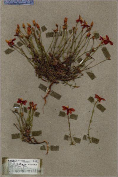 URN_catalog_HBHinton_herbarium_18279.jpg.jpg