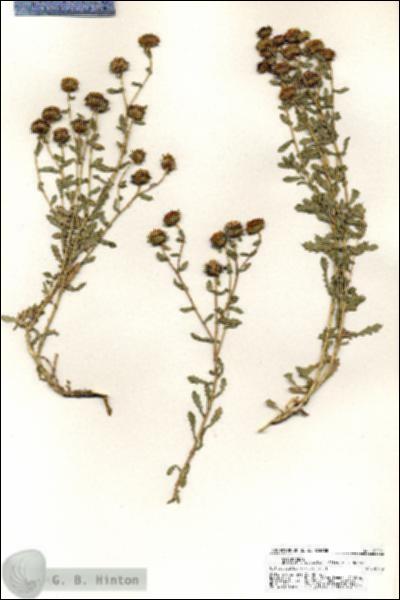 URN_catalog_HBHinton_herbarium_20291.jpg.jpg