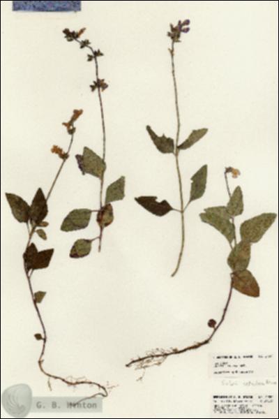 URN_catalog_HBHinton_herbarium_21352.jpg.jpg