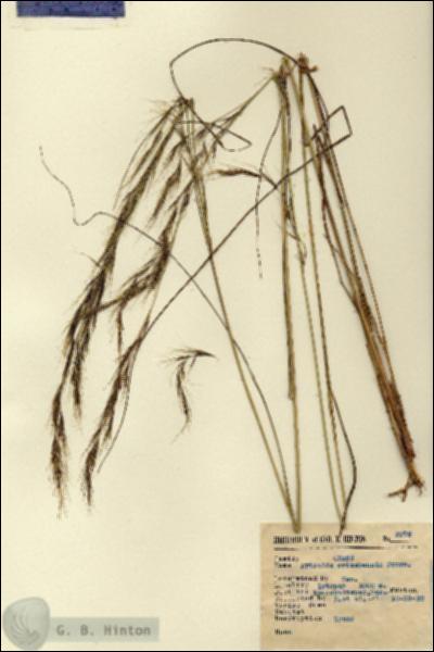 URN_catalog_HBHinton_herbarium_2275.jpg.jpg