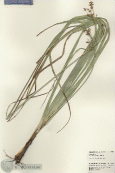 URN_catalog_HBHinton_herbarium_23337.jpg.jpg