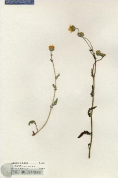 URN_catalog_HBHinton_herbarium_20394.jpg.jpg