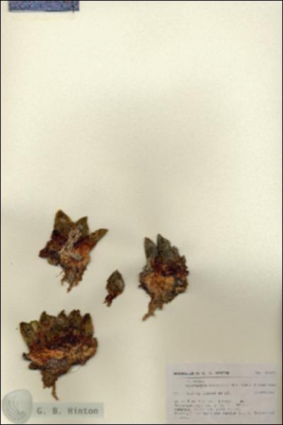 URN_catalog_HBHinton_herbarium_27141.jpg.jpg