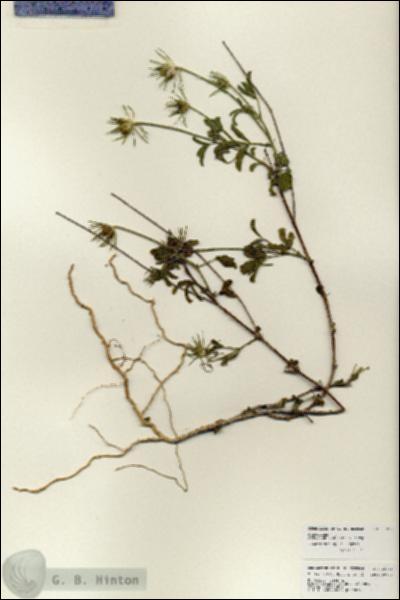 URN_catalog_HBHinton_herbarium_25979.jpg.jpg